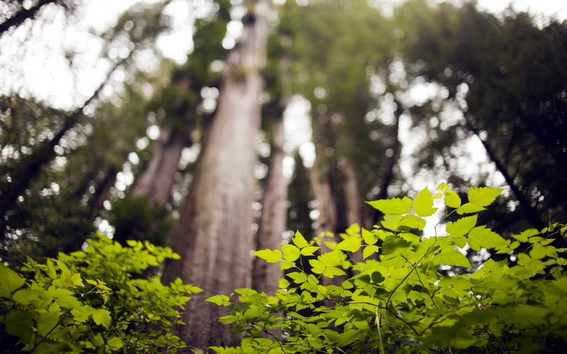 forest tree nature