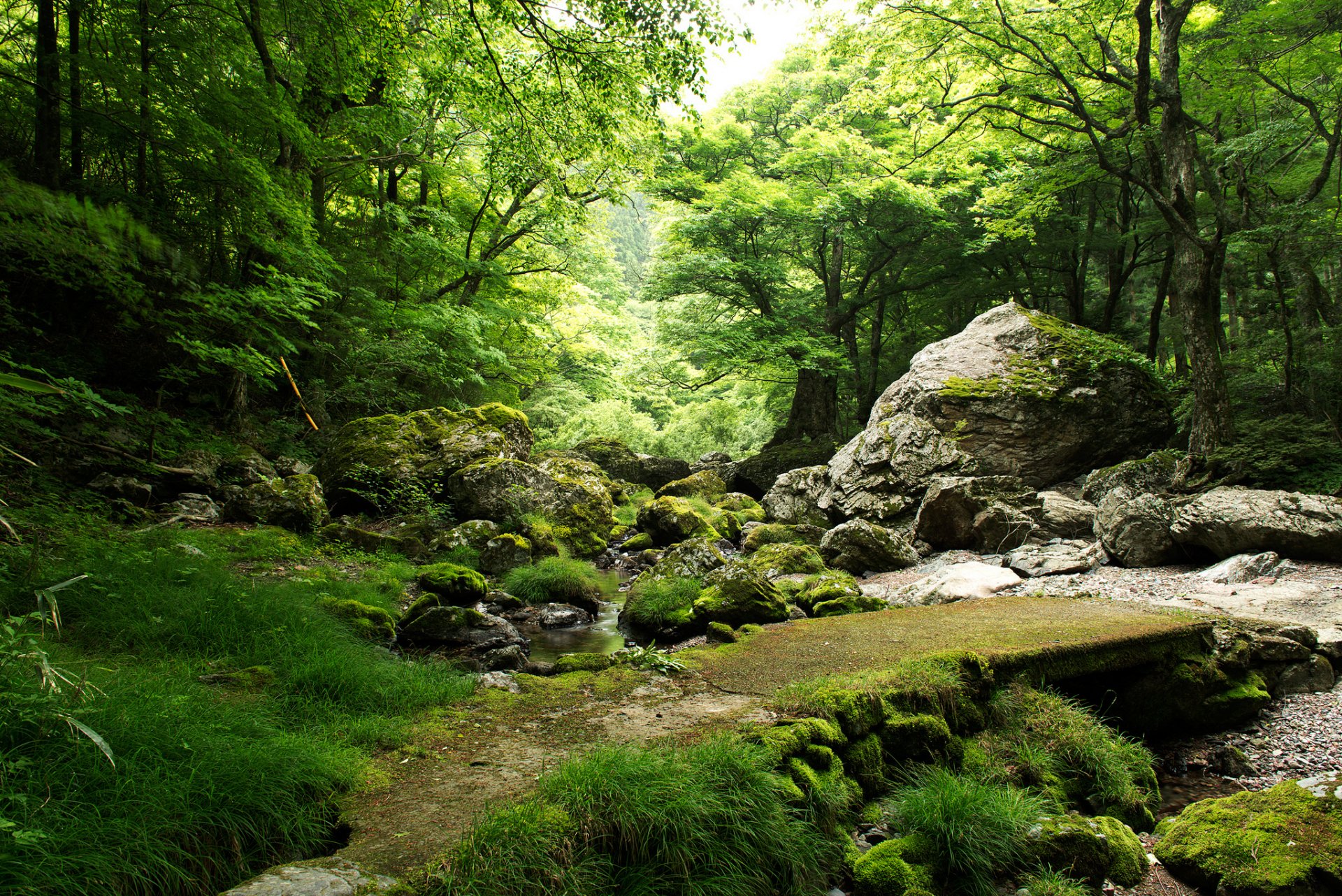 wald bäume steine bach