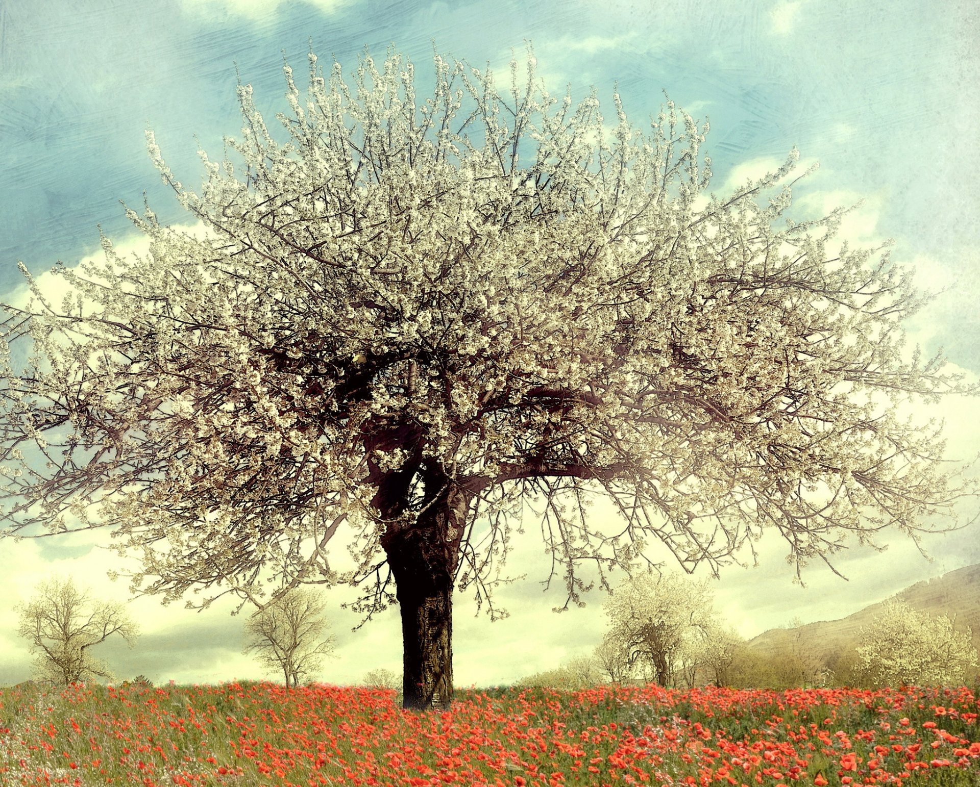 pring tree trees blooming flowers poppie