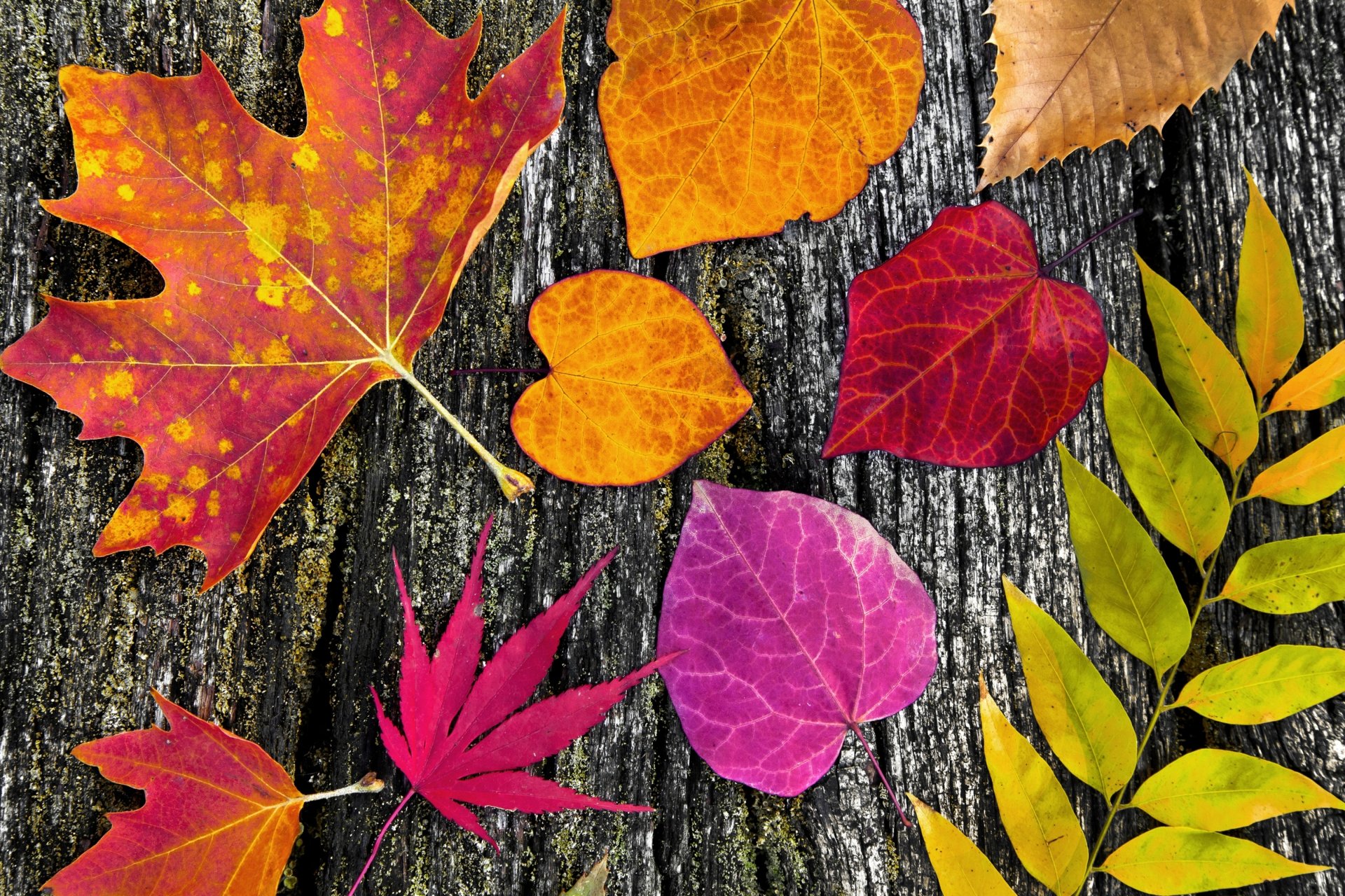automne feuilles coloré arbre automne