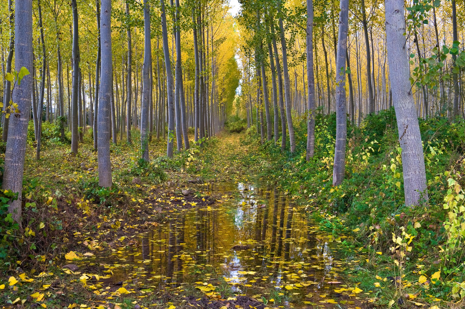 foresta boschetto pioppo tremulo acqua autunno