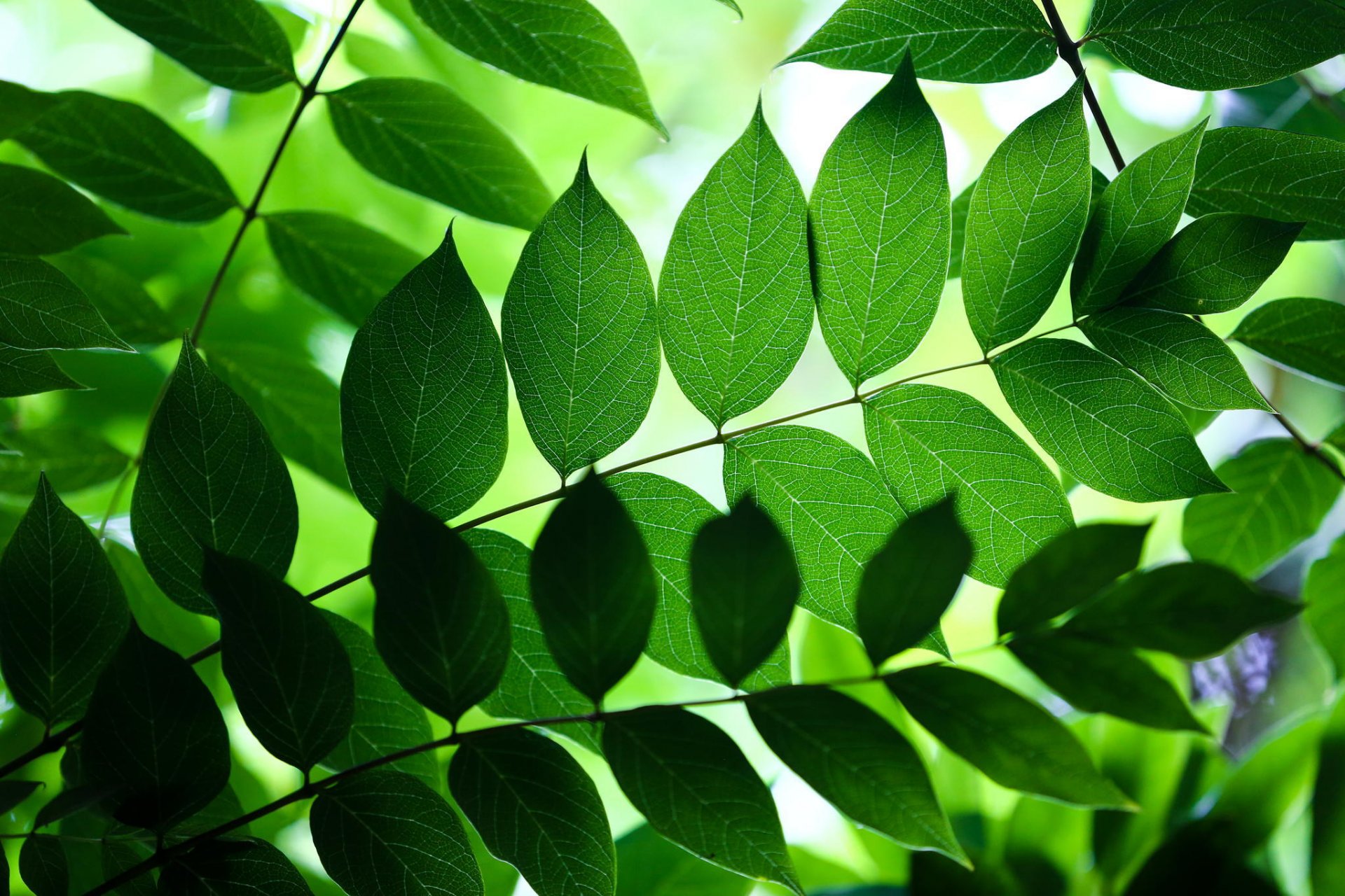 feuilles branches nature fond vert