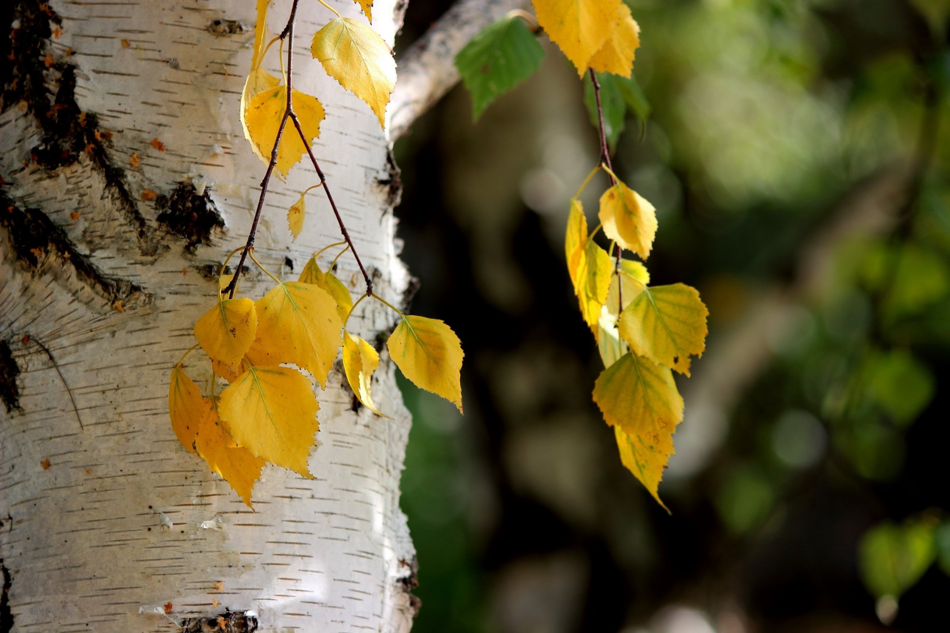 leaves nature autumn