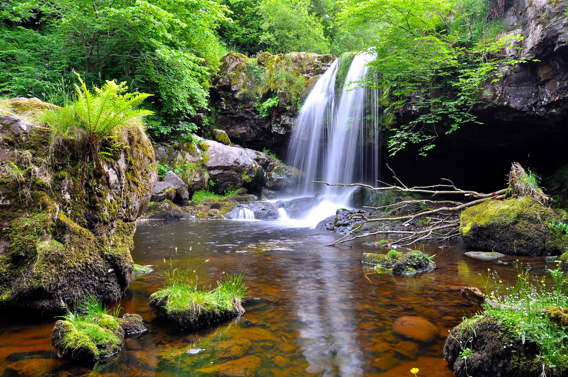 foresta alberi flusso cascata pietre