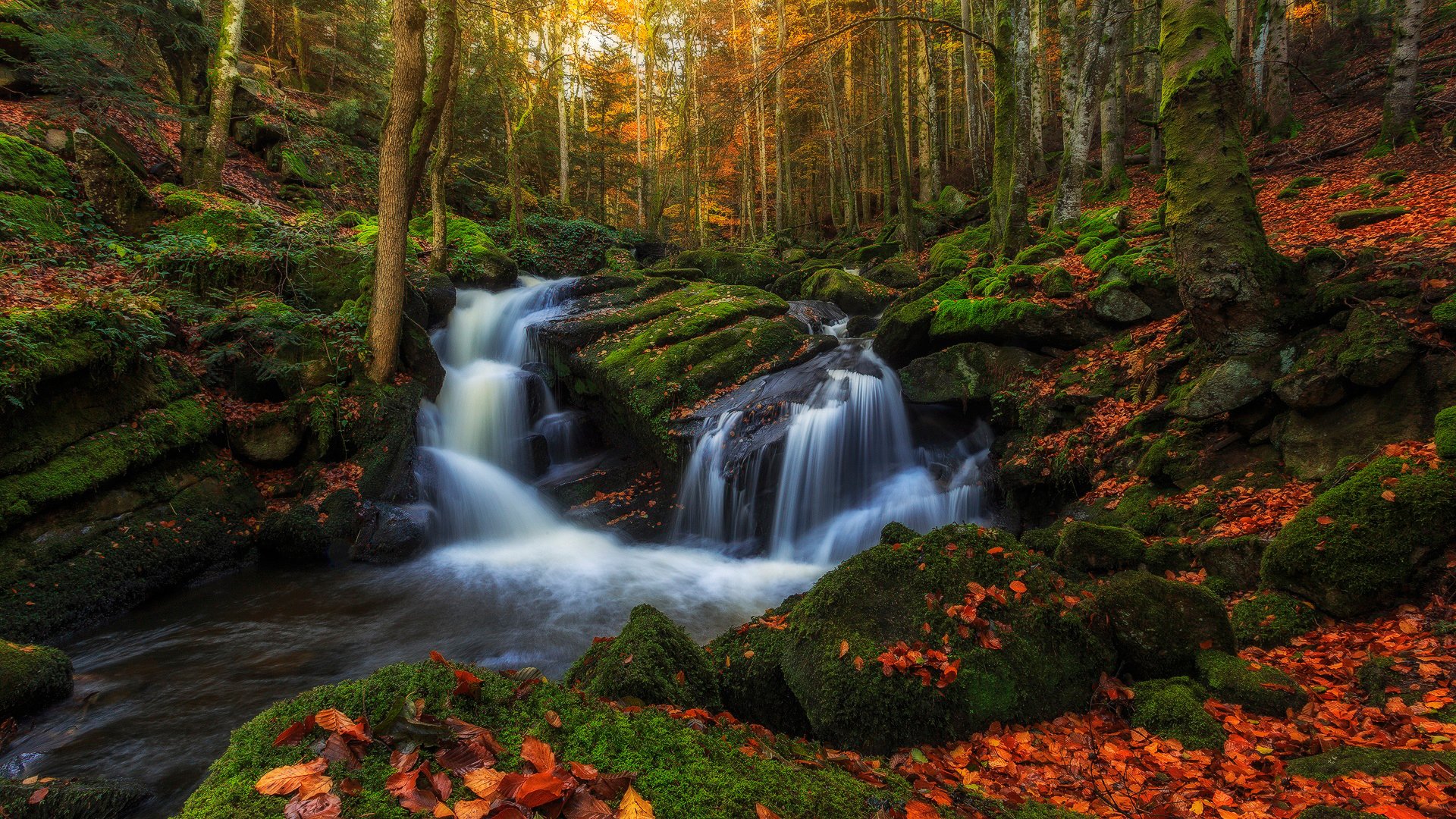 frankreich region auvergne herbst wald bäume laub bach bäche wasser auszug steine moos