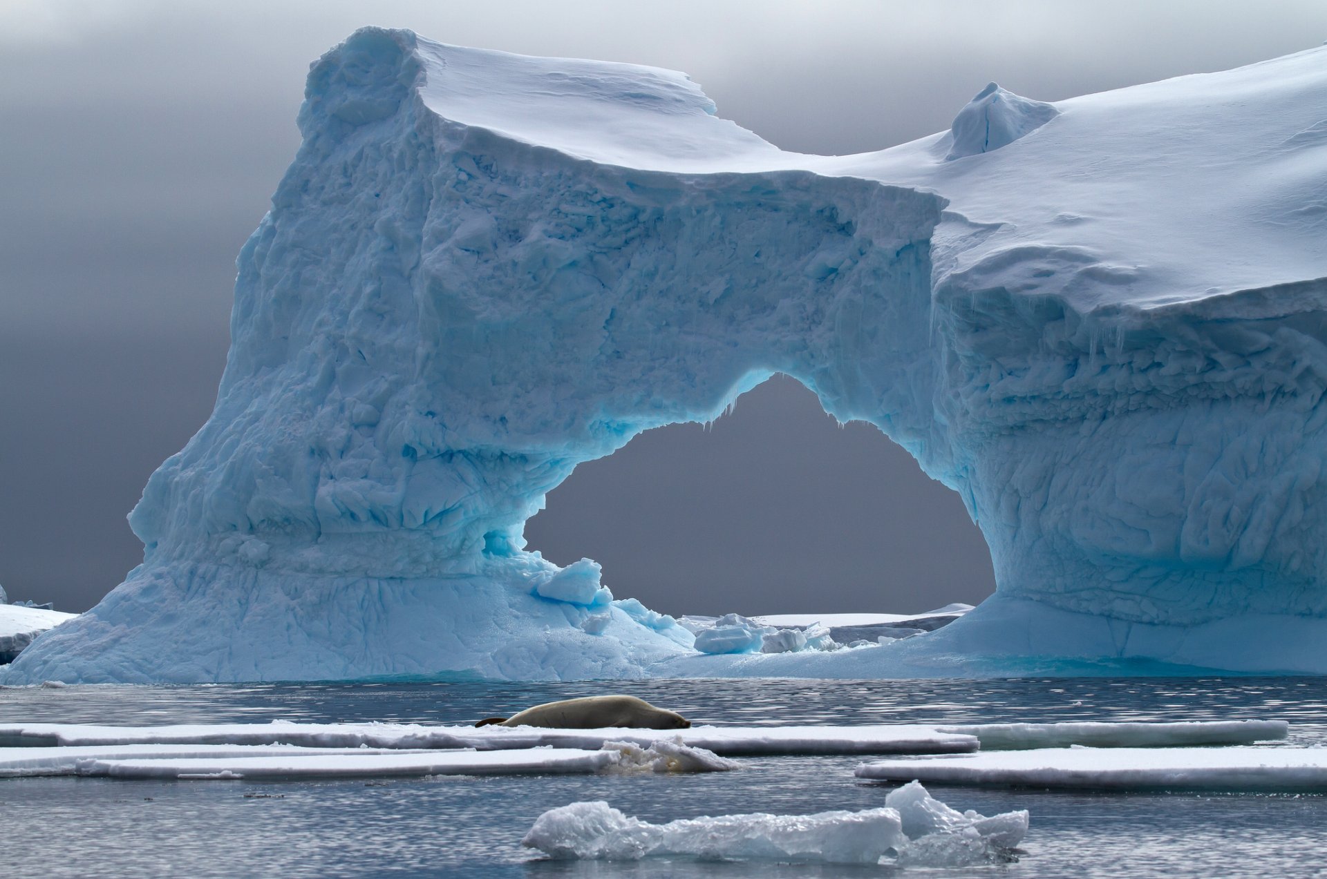 crabeater seal petermann island iceberg antarctica