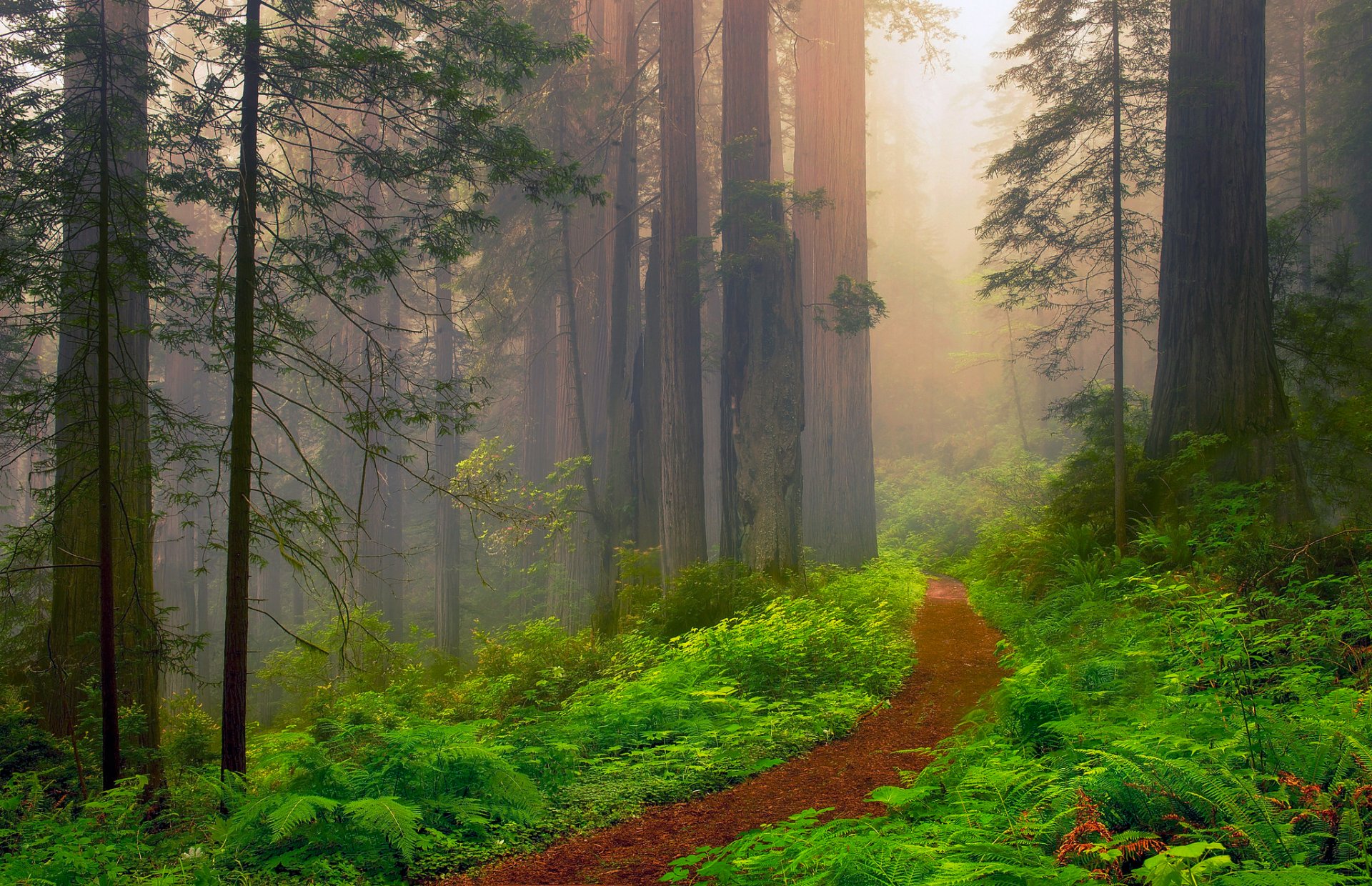états-unis californie forêt rouge bois rouge séquoias brume été juin