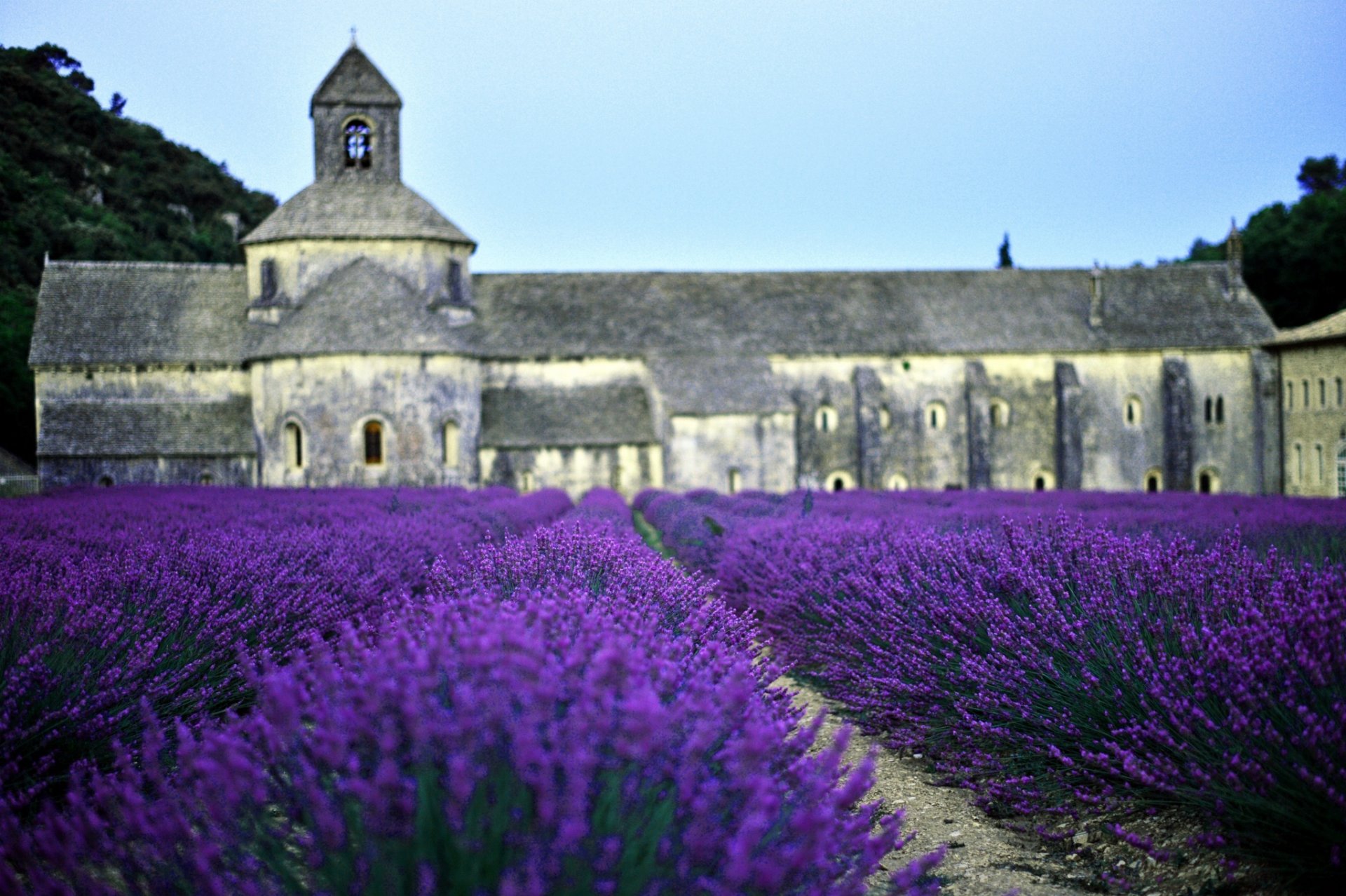 champ lavande église france