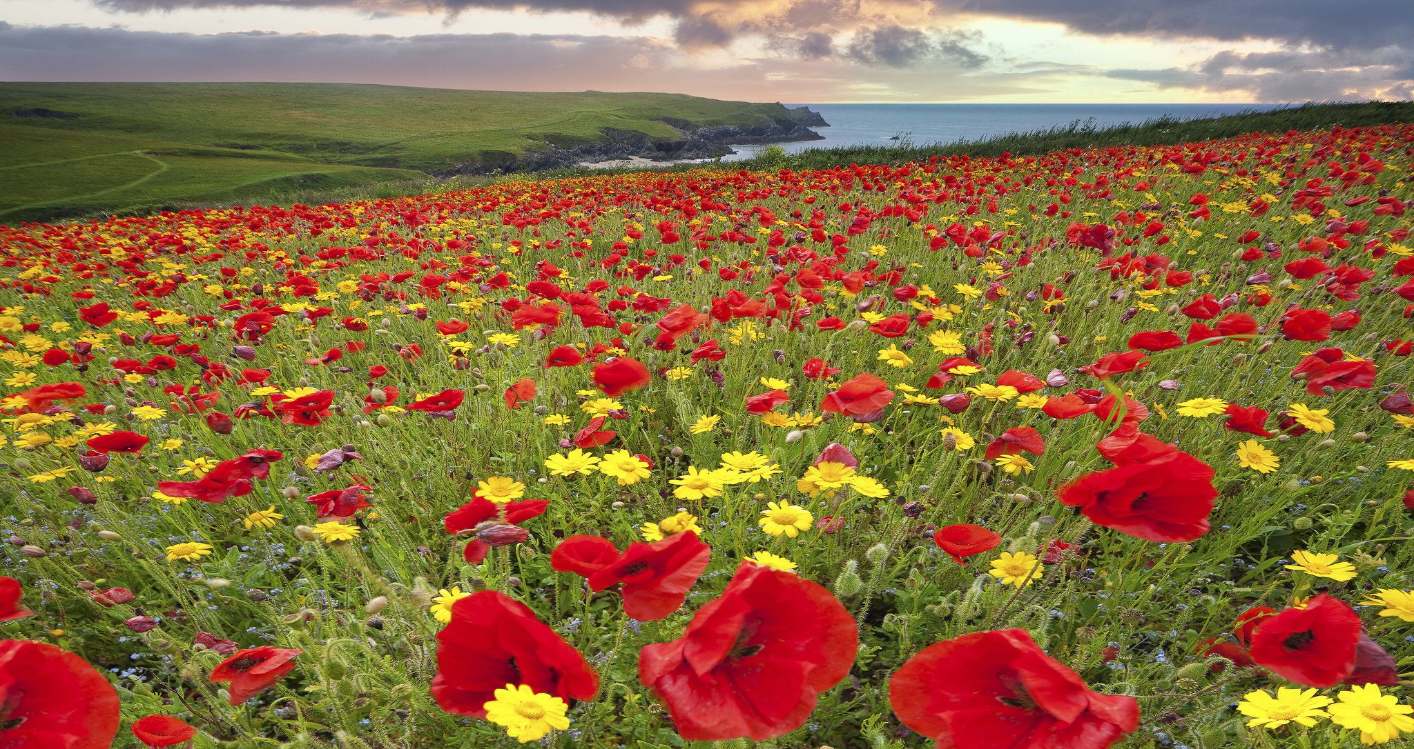 himmel see hügel feld wiese blumen mohn kamille