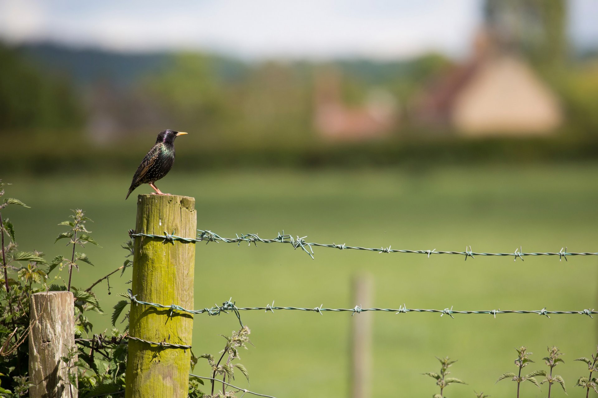 post the starling nettle thorn bokeh