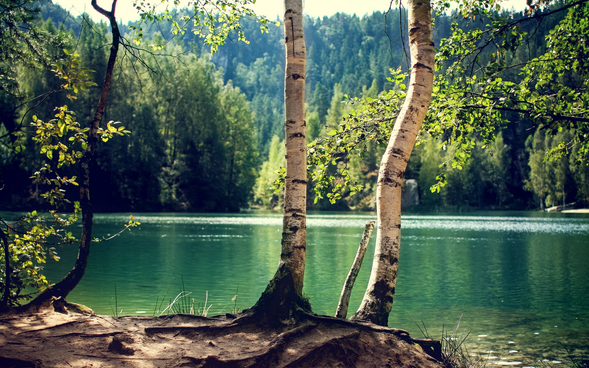 lago bosque árboles tronco abedul soleado