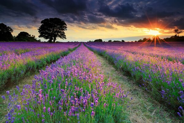 Champs de lavande au soleil couchant