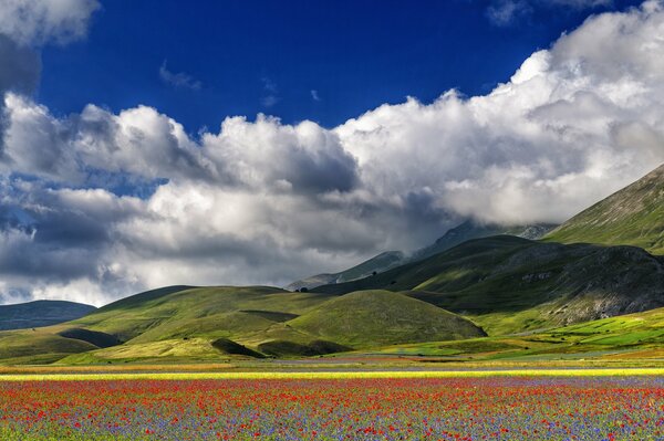 Pradera floreciente en el fondo de las montañas