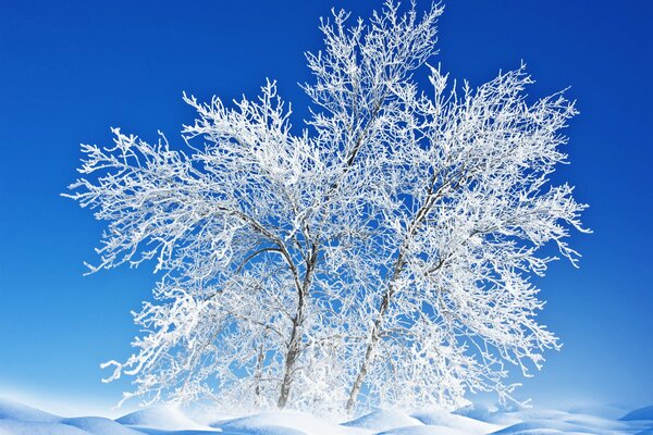 Albero congelato contro il cielo blu