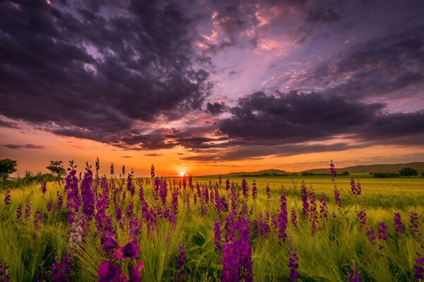 Noche de verano. Puesta de sol floral