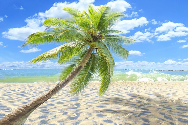 Plage paradisiaque tropicale avec palmier