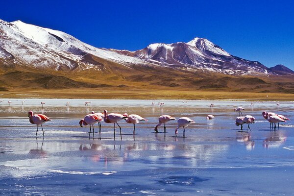 In un lago poco profondo ci sono fenicotteri rosa