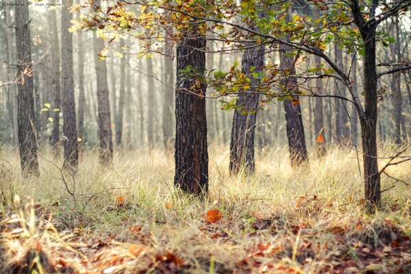 Bella foresta autunnale e foglie cadute