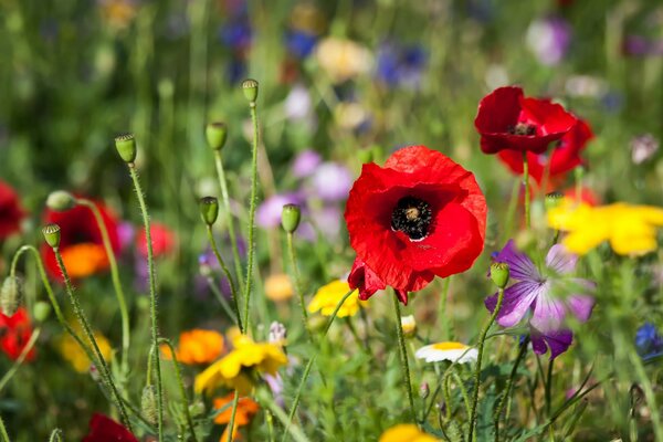 Auf der Wiese wachsen viele Mohnblumen im Gras