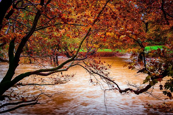 Arbres à feuilles rouges au-dessus de la rivière