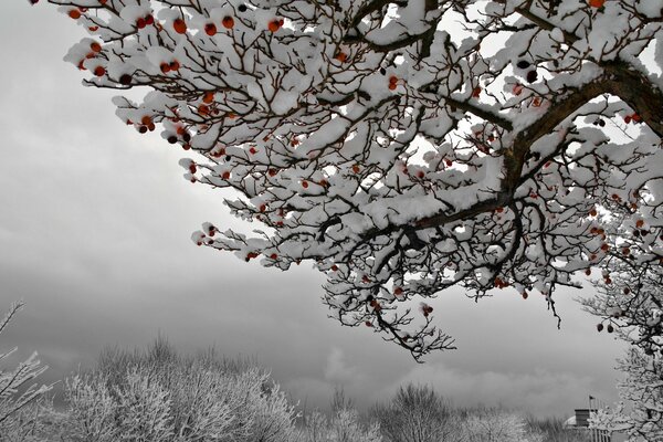 Der Baum ist komplett im Schnee mit roten Früchten
