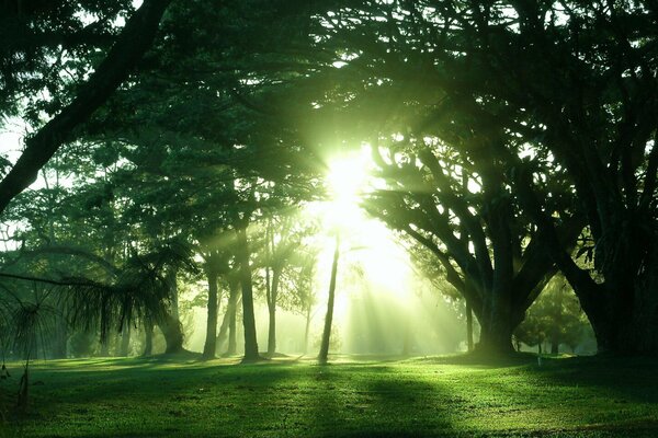 Rayons de soleil dans la forêt d été