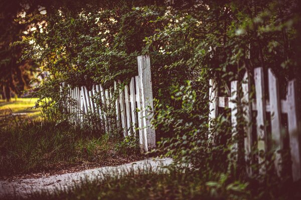 A path and trees near a white fence