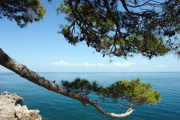 A pine branch bends over the sea