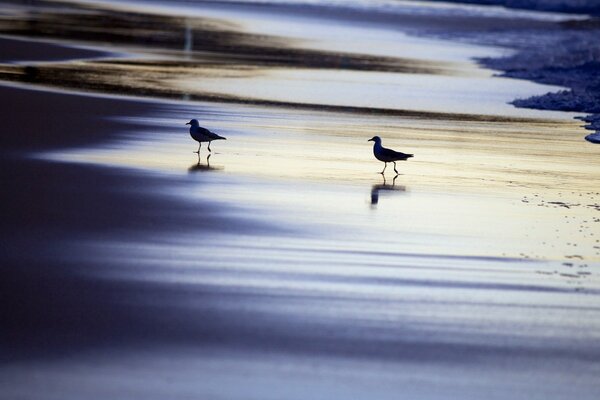 Two seagulls on the night shore of the sea