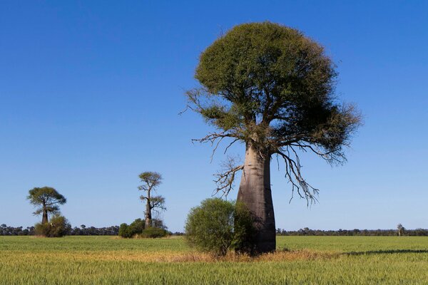 Baobab vor dem Hintergrund der afrikanischen Savanne