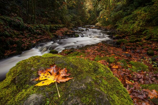 Foto bosque de otoño y río