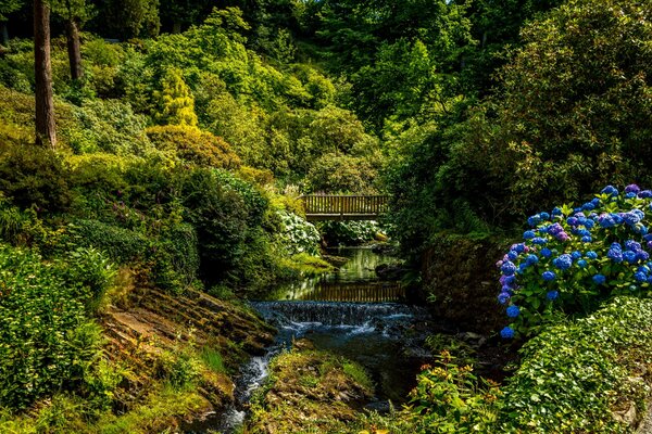 Parco estivo del Regno Unito. Ponte sul torrente, fiori blu luminosi nella vegetazione lussureggiante di cespugli e alberi