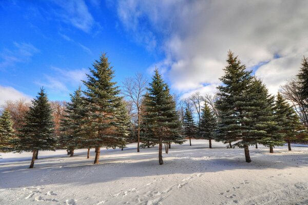 Sky Clouds Winter Trees Snow Footprints Spruce