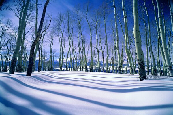 Foresta nuda invernale e terra innevata