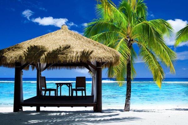 Sea, palm tree and white sand. Every traveler s dream