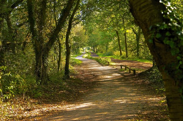 Sendero en el bosque para paseos deliciosos