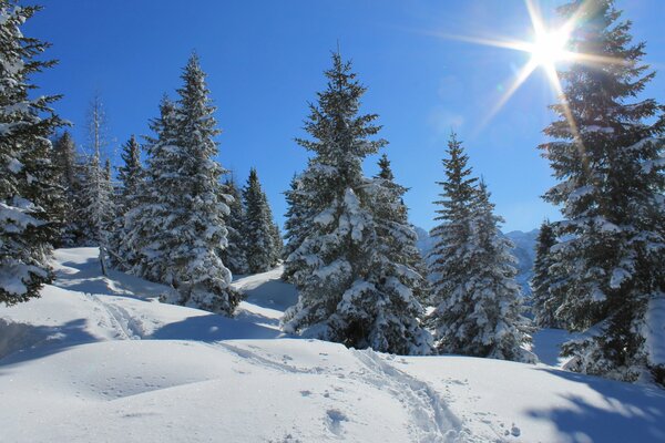 Ein klarer Wintertag im Wald