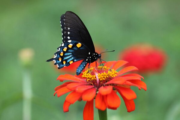 La mariposa se sentó en una flor roja