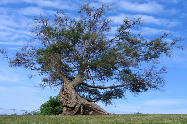 Vieil arbre sur fond de ciel bleu
