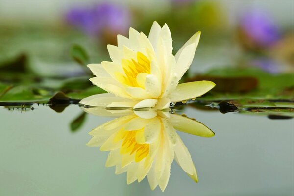 Lilienblume auf dem Wasser am Teich