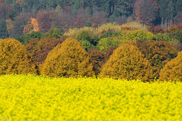 Flower field in the vicinity of the forest