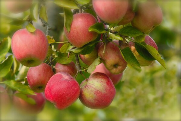 En el verano, las ramas de los manzanos florecen y aparecen frutas deliciosas y saludables manzanas