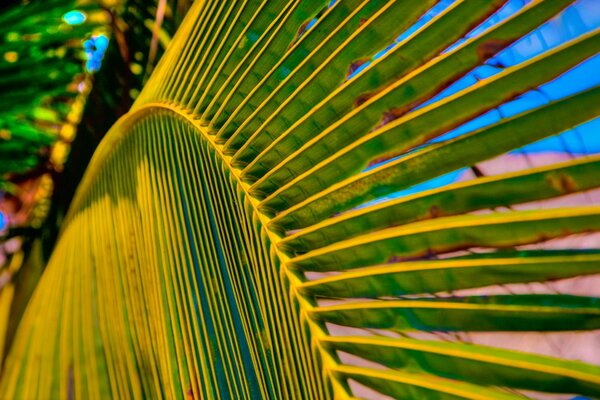 Palme und Blatt im Sommer schön