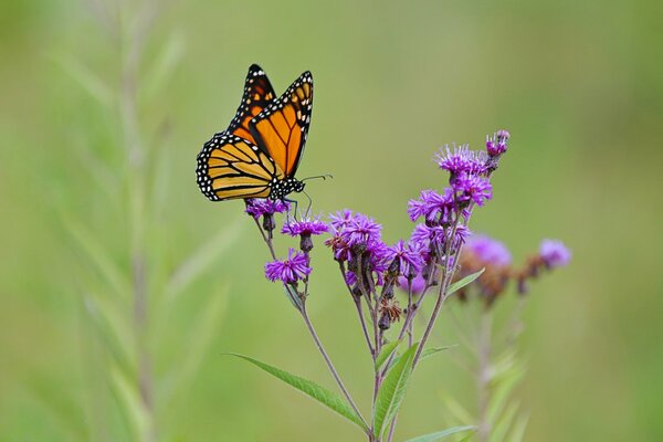 A butterfly sits on a lilac flower