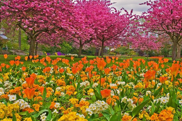 Tulmans on the background of pink trees in the park