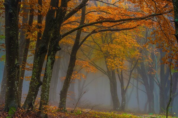 Bosque de otoño en la niebla