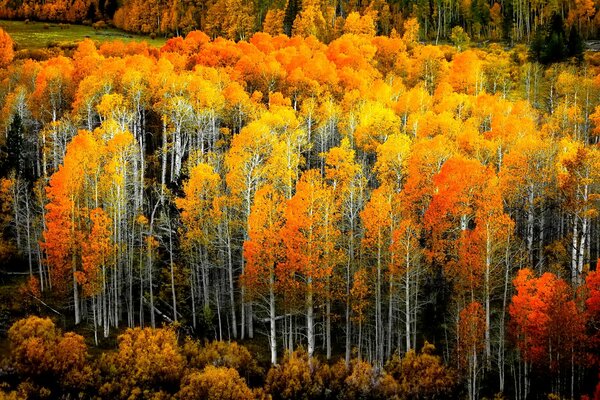 Aspen grove of yellow autumn trees