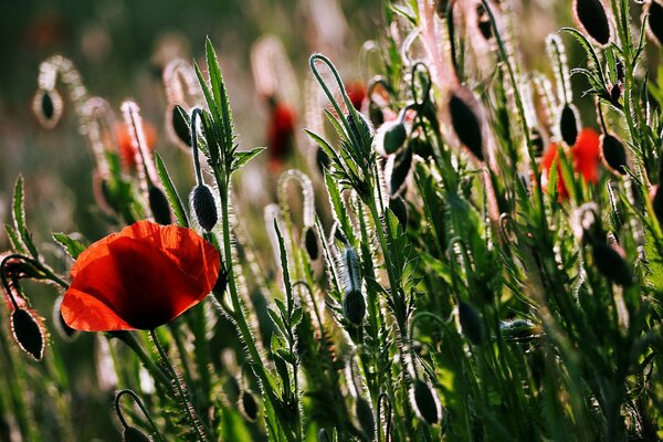 Papaveri in fiore nel campo