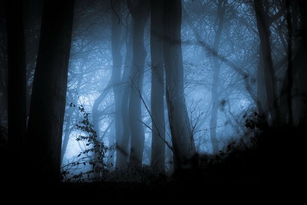 A gloomy forest shrouded in fog