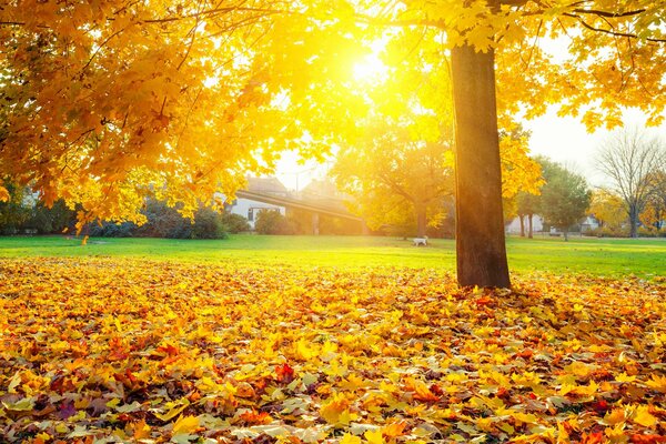 Goldener Herbst, Teppich aus Blättern in der Sonne